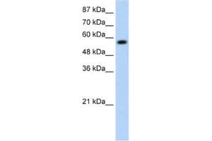 Western Blotting (WB) image for anti-Kelch-Like ECH-Associated Protein 1 (KEAP1) antibody (ABIN2461036) (KEAP1 anticorps)