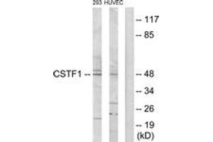Western blot analysis of extracts from HuvEc/293 cells, using CSTF1 Antibody. (CSTF1 anticorps  (AA 1-50))