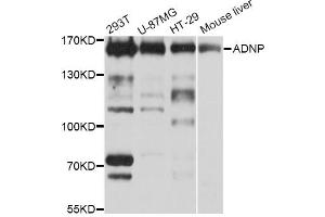 Western blot analysis of extracts of various cell lines, using ADNP Antibody (ABIN5972589) at 1/1000 dilution. (ADNP anticorps)