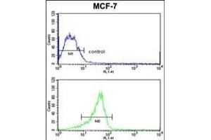 RASL11B Antibody (N-term) (ABIN652737 and ABIN2842488) flow cytometric analysis of MCF-7 cells (bottom histogram) compared to a negative control cell (top histogram). (RASL11B anticorps  (N-Term))