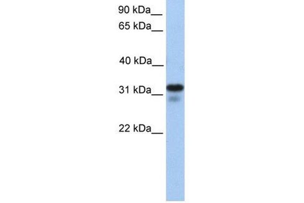 Heparan Sulfate (Glucosamine) 3-O-Sulfotransferase 6 (HS3ST6) anticorps