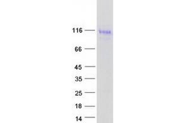 LINGO2 Protein (Myc-DYKDDDDK Tag)