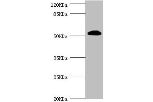 ZC3HC1 anticorps  (AA 1-260)