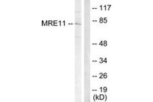 Western Blotting (WB) image for anti-MRE11 Meiotic Recombination 11 Homolog A (S. Cerevisiae) (MRE11A) (AA 230-279) antibody (ABIN2888929) (Mre11 anticorps  (AA 230-279))