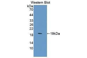 Western Blotting (WB) image for anti-Carbonic Anhydrase 12 (CA12) (AA 154-307) antibody (ABIN1858203) (CA12 anticorps  (AA 154-307))