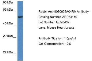 Western Blotting (WB) image for anti-Chromosome 13 Open Reading Frame 31 (C13orf31) (C-Term) antibody (ABIN785643) (LACC1 anticorps  (C-Term))