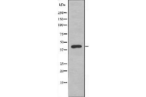 Western blot analysis of extracts from 293 cells using NFYA antibody. (NFYA anticorps  (C-Term))