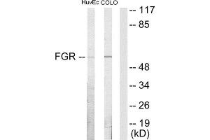 Western Blotting (WB) image for anti-Gardner-Rasheed Feline Sarcoma Viral (V-Fgr) Oncogene Homolog (FGR) (Internal Region) antibody (ABIN1849134) (Fgr anticorps  (Internal Region))