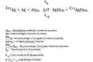 The essential reagents required for a enzyme immunoassay include antibody, enzyme-antigen conjugate and native antigen. (Dehydroepiandrosterone Sulfate Kit ELISA)