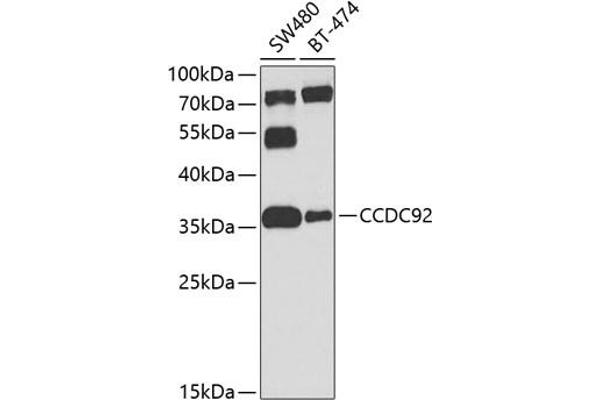 CCDC92 anticorps  (AA 1-331)