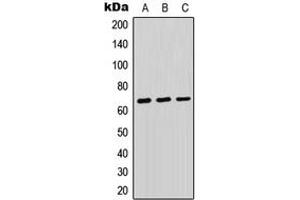 Western blot analysis of PTP kappa expression in HEK293T (A), Raw264. (PTP kappa (N-Term) anticorps)