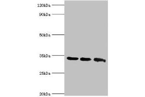 Western blot All lanes: Aquaporin-4 antibody at 2 μg/mL Lane 1: Mouse brain tissue Lane 2: Mouse heart tissue Lane 3: Mouse kidney tissue Secondary Goat polyclonal to rabbit IgG at 1/10000 dilution Predicted band size: 35, 33 kDa Observed band size: 35 kDa (Aquaporin 4 anticorps  (AA 244-323))