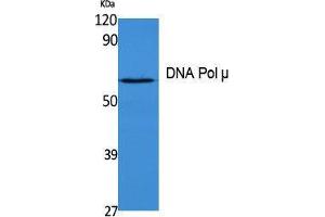 Western Blotting (WB) image for anti-Polymerase (DNA Directed), mu (POLM) (Internal Region) antibody (ABIN3180979) (POLM anticorps  (Internal Region))