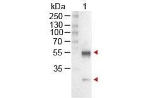 Image no. 1 for Rabbit anti-Mouse IgG (Whole Molecule) antibody (Alkaline Phosphatase (AP)) (ABIN300770) (Lapin anti-Souris IgG (Whole Molecule) Anticorps (Alkaline Phosphatase (AP)))