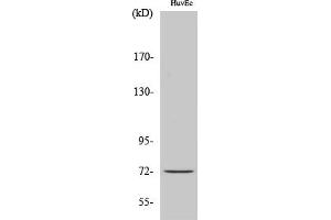 Western Blot analysis of various cells using Cdc16 Polyclonal Antibody. (CDC16 anticorps)