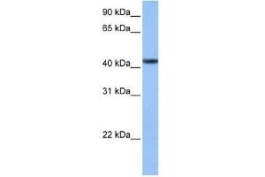 C8ORF34 antibody used at 1 ug/ml to detect target protein. (C8orf34 anticorps  (N-Term))