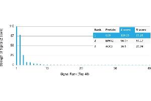 Protein Array (PAr) image for anti-CD9 (CD9) antibody (ABIN7456352) (CD9 anticorps)