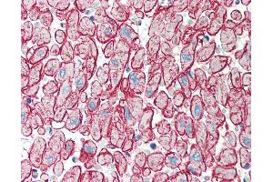 Anti-H Cadherin antibody IHC of human heart. (Cadherin 13 anticorps  (N-Term))