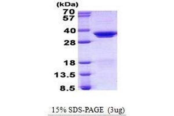 SRSF1 Protéine