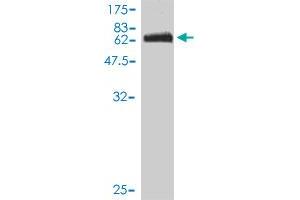 Western Blot detection against Immunogen (74. (ITFG2 anticorps  (AA 1-447))