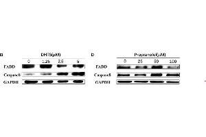 Western Blotting (WB) image for anti-Caspase 8 (CASP8) (AA 1-479) antibody (ABIN6137970)