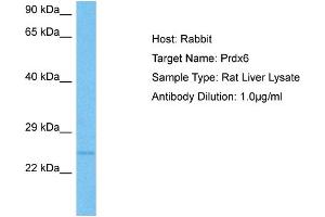 Host:  Rat  Target Name:  PRDX6  Sample Tissue:  Rat Liver  Antibody Dilution:  1ug/ml (Peroxiredoxin 6 anticorps  (Middle Region))