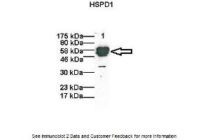 Western Blotting (WB) image for anti-Heat Shock 60kDa Protein 1 (Chaperonin) (HSPD1) (C-Term) antibody (ABIN504609) (HSPD1 anticorps  (C-Term))