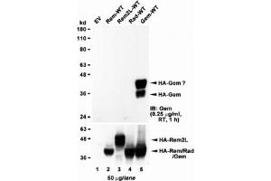 Western blot of HEK293 lysate overexpressing full-length human GEM (HA tagged), mock-transfected HEK293 (EV) and HEK293 transiently expressing  the GEM-related genes Rem, Rem2L and Rad. (GEM anticorps)