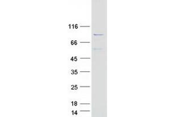 ADD2 Protein (Myc-DYKDDDDK Tag)