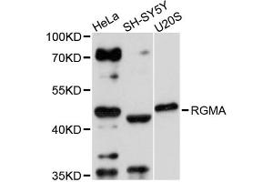 Western blot analysis of extracts of various cell lines, using RGMA antibody (ABIN1874594) at 1:3000 dilution. (RGMA anticorps)
