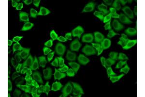 Immunofluorescence analysis of HeLa cells using PRDX2 antibody. (Peroxiredoxin 2 anticorps)