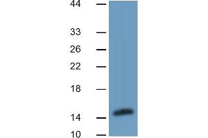 Western Blotting (WB) image for Fatty Acid Binding Protein 4, Adipocyte (FABP4) ELISA Kit (ABIN6730861)