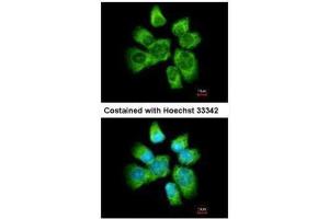 ICC/IF Image Immunofluorescence analysis of methanol-fixed A431, using AHA-1, antibody at 1:500 dilution. (AHSA1 anticorps  (Center))
