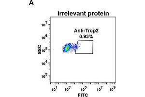 Expi 293 cell line transfected with irrelevant protein  (A) and human Trop2  (B) were surface stained with Rabbit anti-Trop2 monoclonal antibody 1 μg/mL  (clone: DM74) followed by Alexa 488-conjugated anti-rabbit IgG secondary antibody (TACSTD2 anticorps  (AA 27-274))