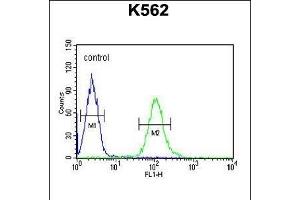 UBAC1 Antibody (C-term) (ABIN651546 and ABIN2840294) flow cytometric analysis of K562 cells (right histogram) compared to a negative control cell (left histogram). (UBAC1 anticorps  (C-Term))