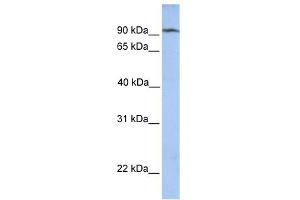 CLPB antibody used at 1 ug/ml to detect target protein. (CLPB anticorps)