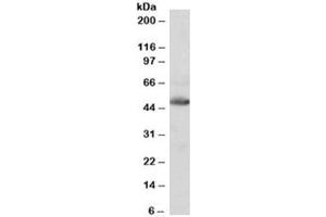 Western blot testing of human heart lysate with IDH2 antibody at 0. (IDH2 anticorps)
