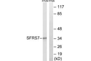 Western blot analysis of extracts from HT-29 cells, using SFRS7 antibody. (SFRS7 anticorps  (Internal Region))