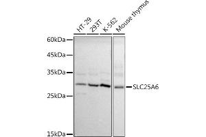 Western blot analysis of extracts of various cell lines, using SLC25 antibody (ABIN1682768, ABIN3017839, ABIN3017840 and ABIN6220286) at 1:1000 dilution. (SLC25A6 anticorps  (AA 1-298))