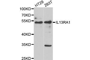 Western blot analysis of extracts of various cell lines, using IL13RA1 antibody (ABIN5973986) at 1/1000 dilution. (IL13 Receptor alpha 1 anticorps)