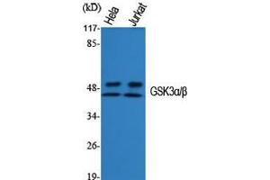 Western Blot (WB) analysis of specific cells using GSK3alpha/beta Polyclonal Antibody. (GSK3 alpha/beta anticorps  (Ser4520))