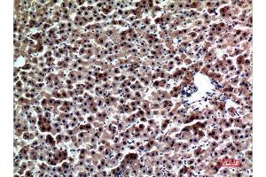 Immunohistochemistry (IHC) analysis of paraffin-embedded Rat liver, antibody was diluted at 1:100. (FGL1 anticorps  (Internal Region))