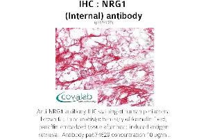 Image no. 1 for anti-Neuregulin 1 (NRG1) (Internal Region) antibody (ABIN5693648) (Neuregulin 1 anticorps  (Internal Region))