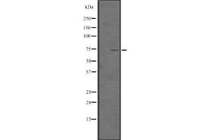 Western blot analysis of TNF18 expression in HEK293 cells ,The lane on the left is treated with the antigen-specific peptide. (TNFSF18 anticorps)