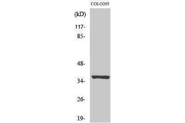 OR52E5 anticorps  (Internal Region)