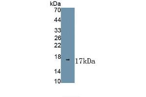 Detection of Recombinant NGF, Porcine using Polyclonal Antibody to Nerve Growth Factor (NGF) (Nerve Growth Factor anticorps  (AA 110-229))