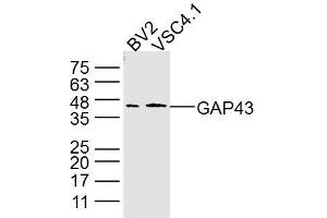 Lane 1: BV2 Cell lysates; Lane 2: VSC4. (GAP43 anticorps)