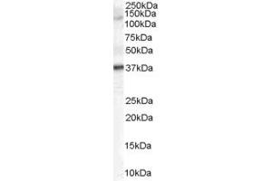 Western Blotting (WB) image for anti-Cyclin J-Like (CCNJL) (Middle Region) antibody (ABIN2791169) (CCNJL anticorps  (Middle Region))