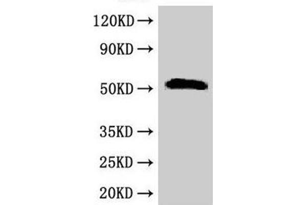 SCTR anticorps  (AA 51-135)