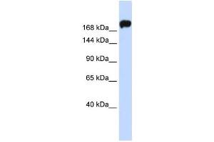 Western Blotting (WB) image for anti-Myosin 9 (MYH9) antibody (ABIN2459164) (Myosin 9 anticorps)